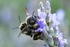 Anthidium septemspinosum